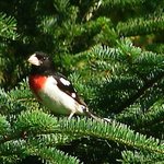 Rose breasted Grosbeak