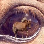 She's the Twinkle of Her Sires Eye