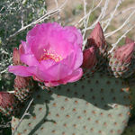 Prickly Pear Bloom