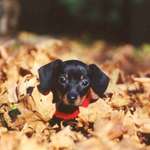 Puppy in the Leaves