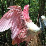 Roseate Spoonbill