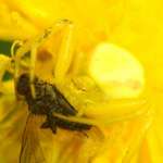 Yellow Spider on Yellow Flower
