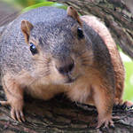 Squirrel 2