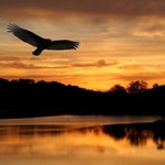 Buzzard Sunset