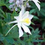 White Columbine