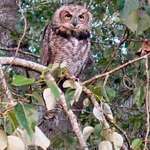Owl - Young Great Horned Owl