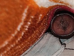 Masturbation in alone home in the house fukr