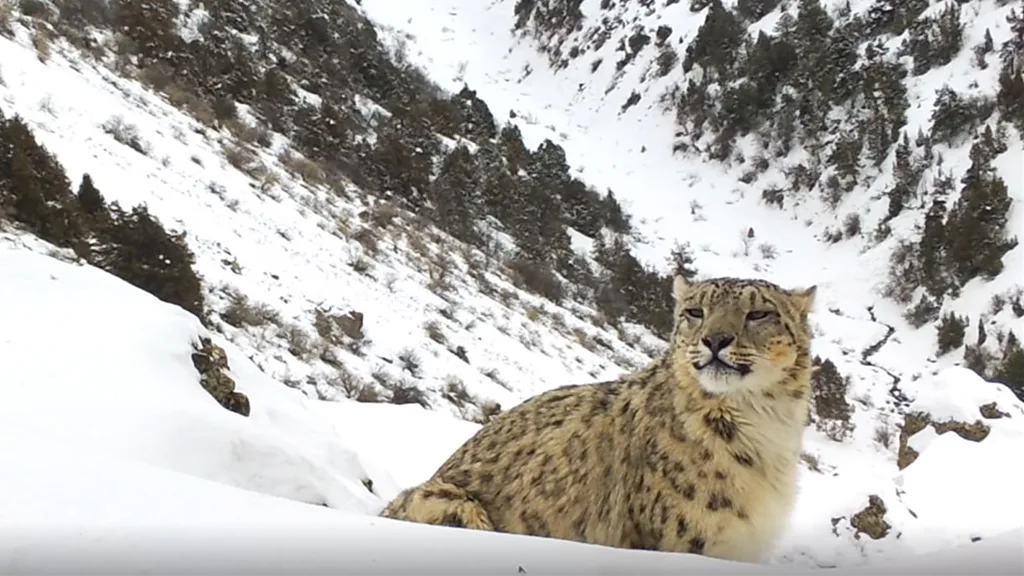 Wildlife presenter Michaela Strachan and a team of rangers review camera trap footage on a laptop which shows a snow leopard's movements in the Tian Shan mountain range in Uzbekistan (Credit: India Latham)