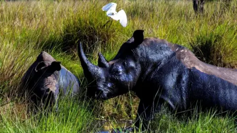 Two rhinos next to each other with one in profile. They are in the grass and a white bird is flying above them.