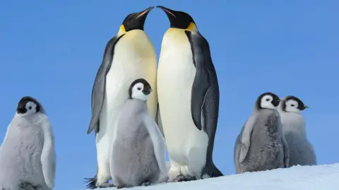 Two adult Emperor penguins and four chicks with fluffy grey coats on ice with a bright blue sky behind them