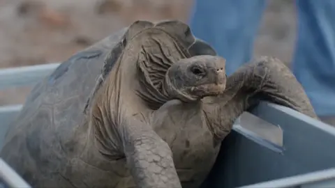 A giant tortoise being released on the Galu00e1pagos island of Floreana 