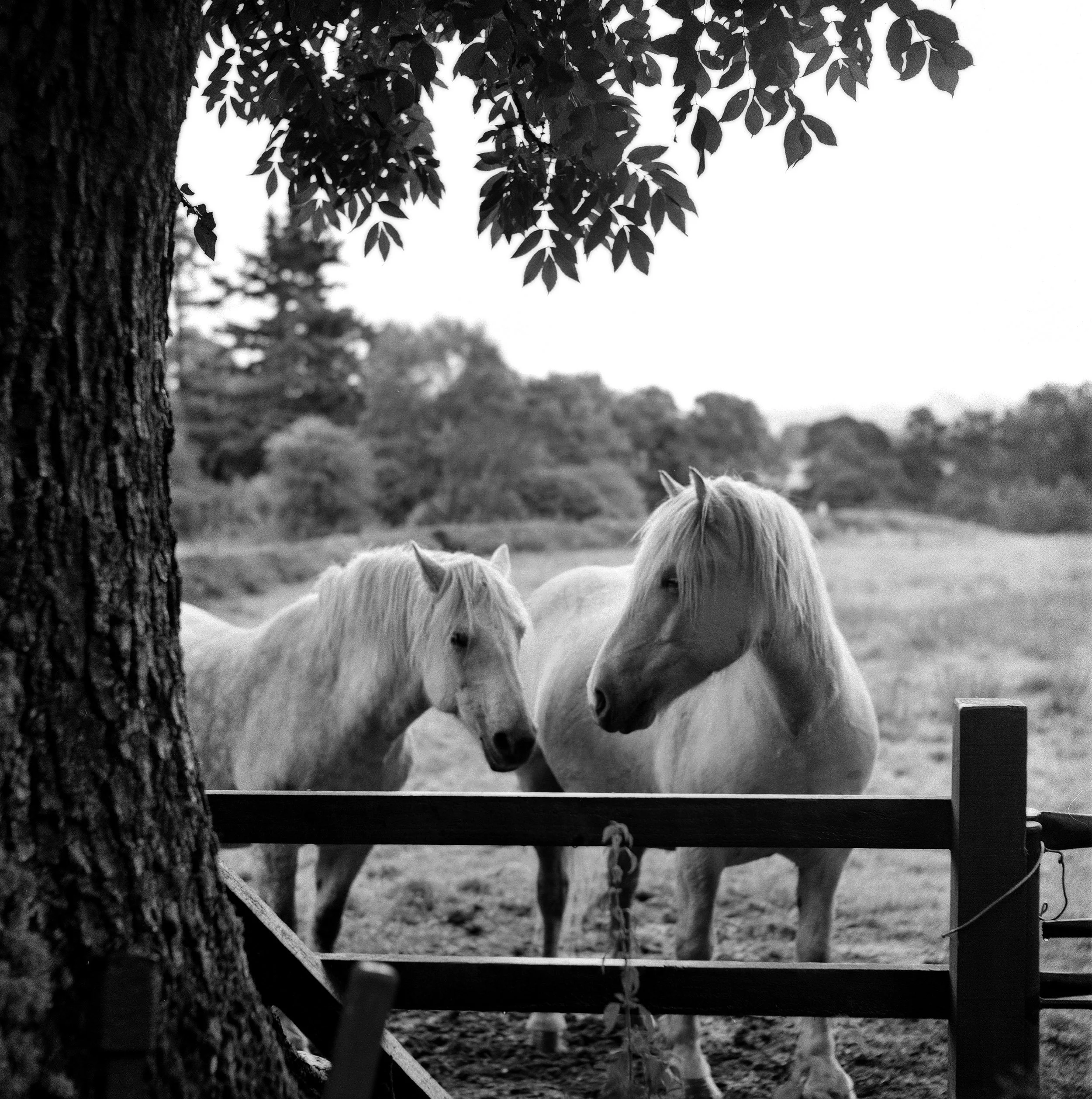 Two white horses standing behind a wooden fence in a rural field, with trees in the background, under a large tree in the foreground, black and white photograph.