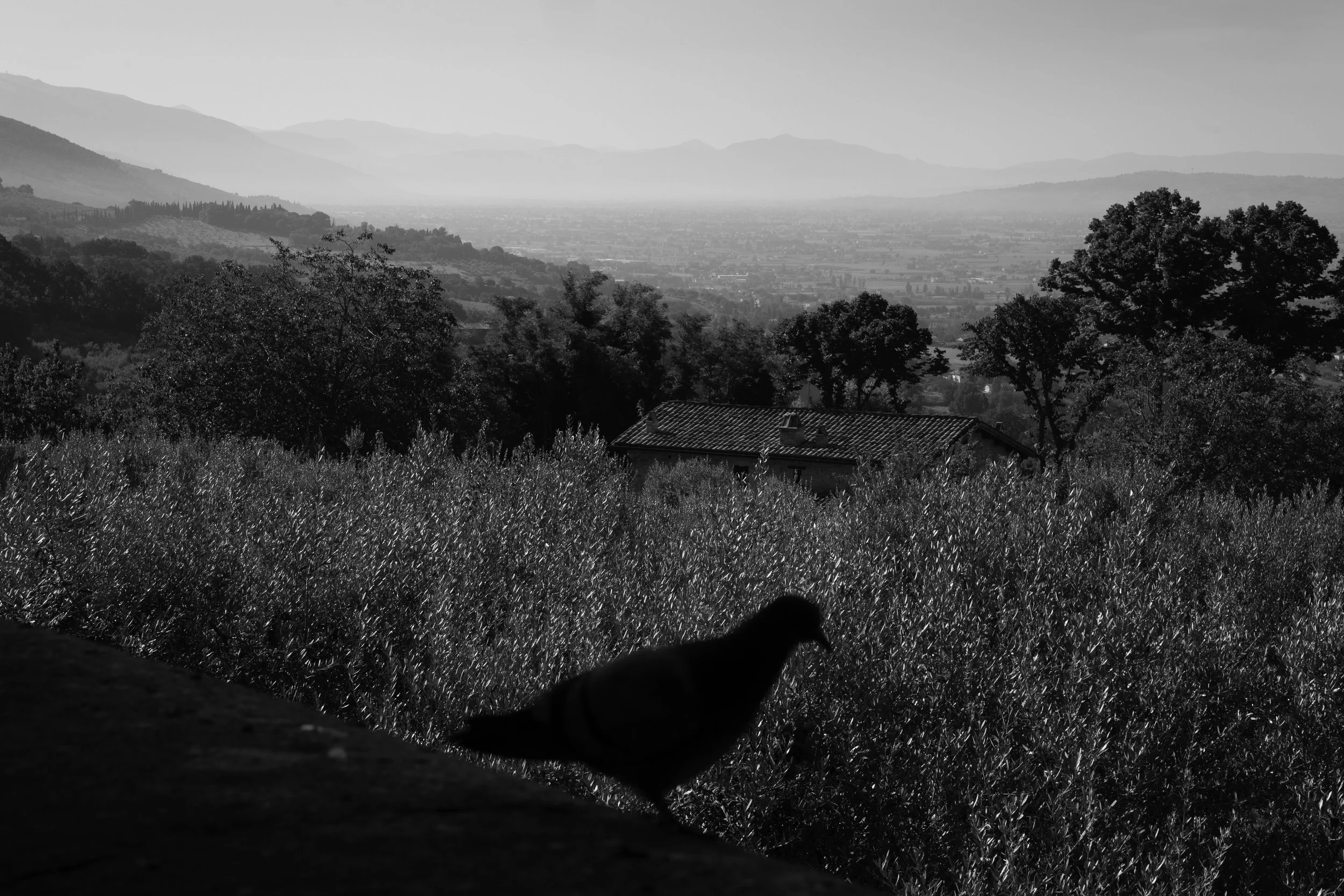 A black and white photograph of a landscape with hills and mountains in the distance, a house among trees, and a bird perched on a surface in the foreground.