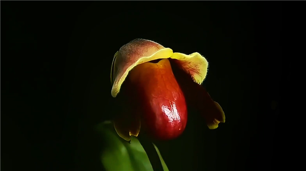 专家委托给新品种兜兰征名 “炸糊的花生米戴黄帽”高居第一