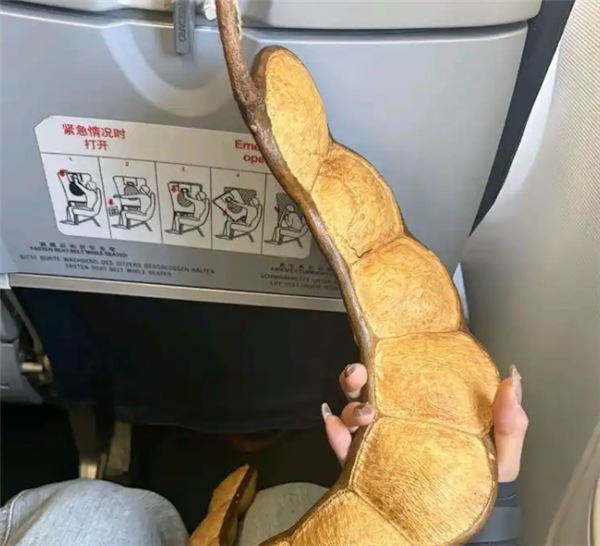 女子带1米长巨大豆荚坐飞机引围观 机场客服:可随身携带