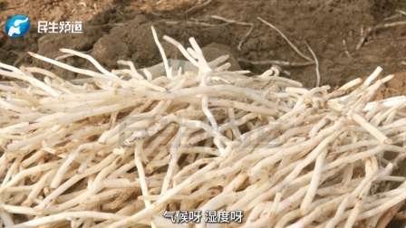 洁白如玉的银条菜爽脆可口，是年夜饭上不可或缺的美味佳肴 