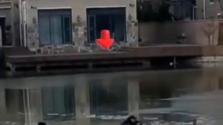 主人不慎落水，边牧急叼木棍救援！最后引来路人齐力用渔网拽出来