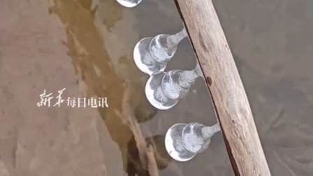 博主发现水边“结”了一串冰葫芦，晶莹剔透！
