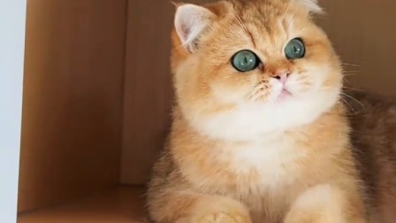 梦中情猫！太可爱了吧