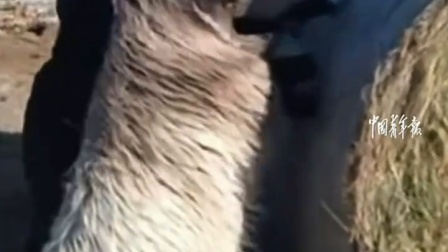 小羊太会来事了，看到主人推草车，主动过来帮忙