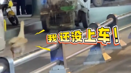 大鹅从车上掉下来车主浑然不觉，大鹅在车后一路奔跑追赶