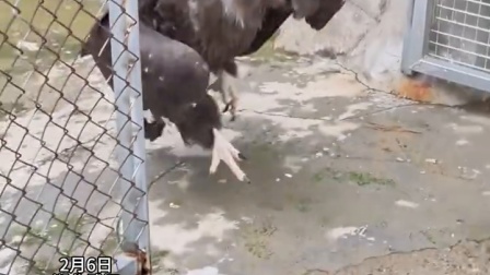 动物园里的秃鹫蹦蹦跳跳上班，“每天上班只有一分钟”