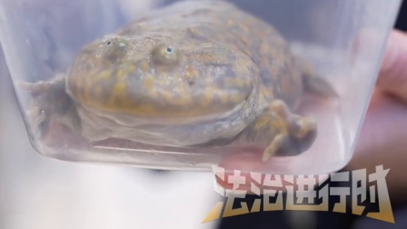 旅客携带宠物进站被拦下