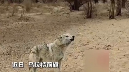 草原狼大型社死现场