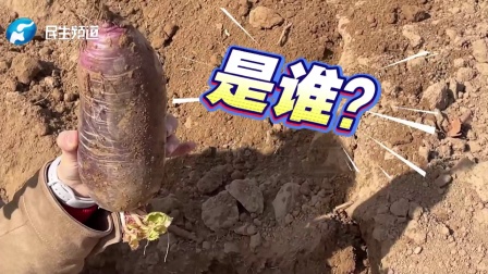 关爱特殊孩子的爱心农场2000斤冰淇淋萝卜盼销路