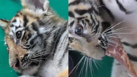 动物园被指瞒报小老虎死亡 饲养员发声