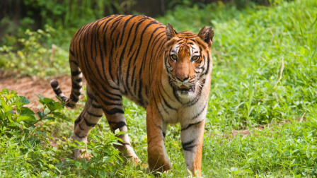 72只老虎集中死亡，泰国通报