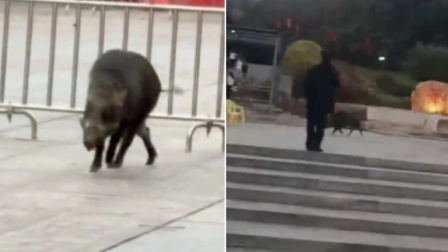 江门一庙会有野猪误入，当地通报