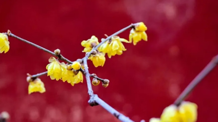 香山蜡梅开啦！最佳观赏期至