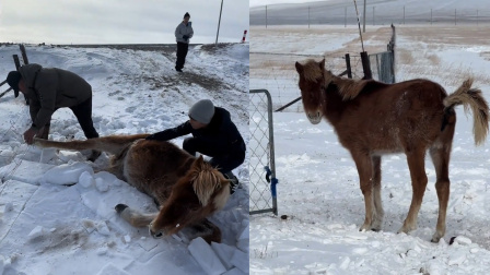 万物有灵！小马驹被铁丝网困住，牧民徒手解救