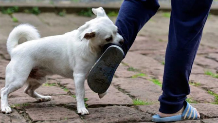 2岁宝宝被流浪狗撕裂面部