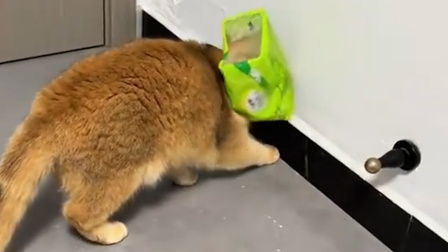 盘点猫咪的迷惑行为