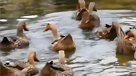 男子杀鸭竟从鸭肚剖出约10克黄金