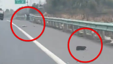 男子高速路上发现62具宠物尸体