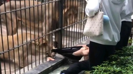 女孩公园投喂狮子遭拖拽
