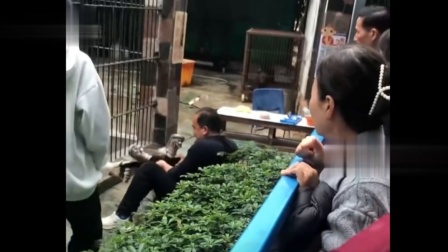 小女孩喂食被狮子隔栏抓住，男子拼命往后拽人，涉事公园回应