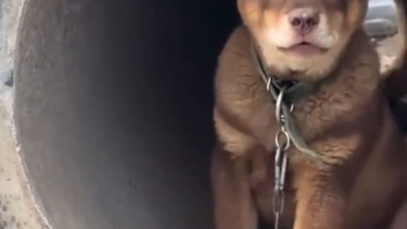 新狗不认识主人一顿叫唤，转头看见“老员工”摇尾巴