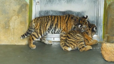 咱们是不是天下第一最最好？