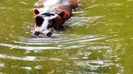 河马：饭来！