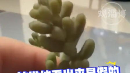 以为是自己养得好，没想到养了五年的多肉其实是假的