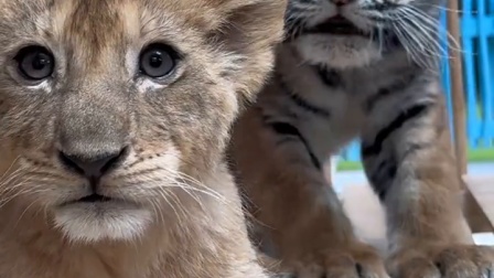 这俩也太可爱了