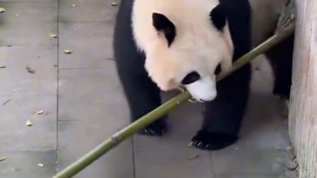 大熊猫叼竹竿被洞口挡住，下一秒神操作“倒车入库”