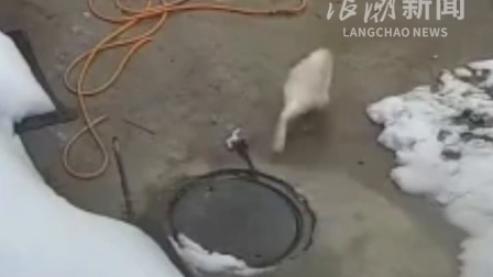 家里大鹅突然失踪，一查监控：它踩中井盖掉井里了