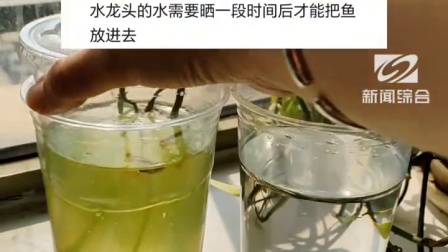 网友发明“懒人版”鱼缸，不用捞鱼，5秒完成换水