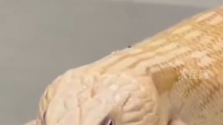 海关又拆出什么“盲盒”了？旅客带10只蜥蜴进境被查