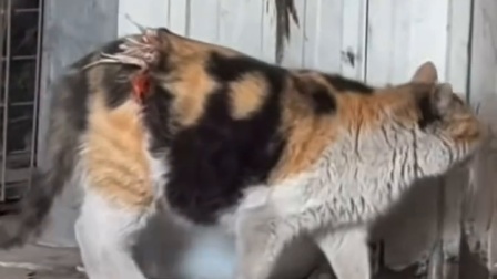 怀孕流浪猫肚子被绳子勒住，医生连夜手术保住了母猫的命